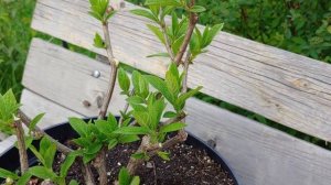 Обрезка метельчатой гортензии после сокодвижения. Исправляем неправильно сформированный куст.