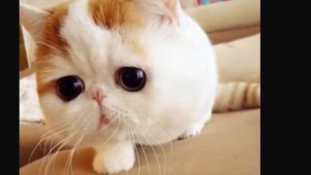 Самые милые котята в мире смотреть онлайн