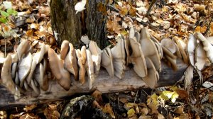 С одного пенька Вешенок на всю зиму!!! Набили мешки вешенками. Тихая охота это классно