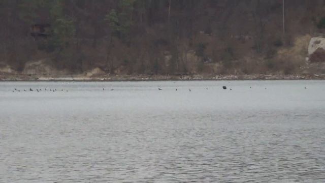 Nur czarnoszyi - Gavia arctica - 2014.03.23 - 13:47 смотреть онлайн