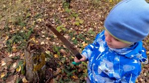 Идём на Вешенки с Пилой Сбор грибов, Вешенка, Маслята