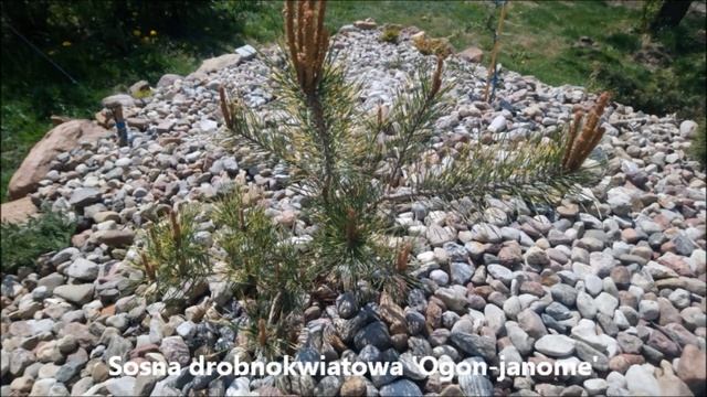 Odcinek #188 Moja skarpa cz. 3 Rośliny 2 z 2 смотреть онлайн