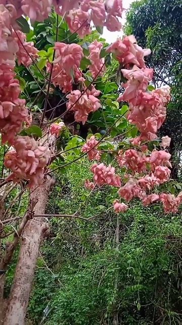 എന്റെ മൊസാന്ത പൂക്കൾ കണ്ടാലോ #goodmorning#viralvideo#garden#flower#rainyday #nature смотреть онлайн