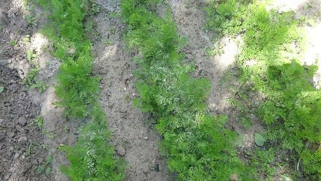 Борюсь с вредителями. Пришел в гости Мейсон. смотреть онлайн