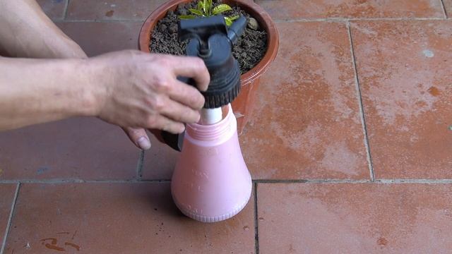 What A Surprise When Growing Mangoes With Tomatoes | Grow Mango With Leaves At Home смотреть онлайн