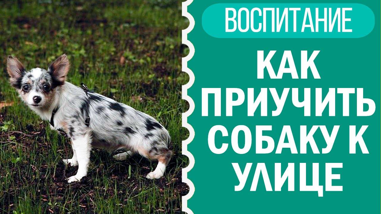 Как научить щенка ходить на улицу? Простые советы! 🐶 смотреть онлайн