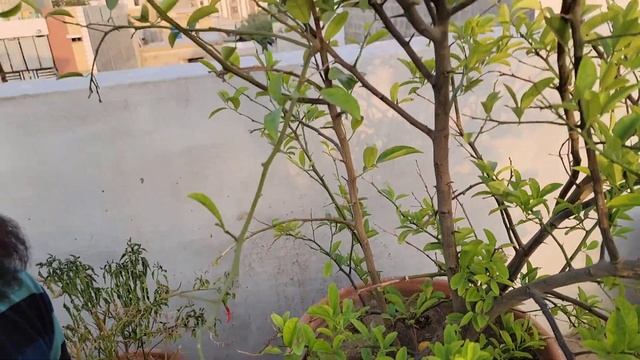 benefits of citrus limetta | magical fruit ✨️ #viralvideo #gardening #youtuber смотреть онлайн