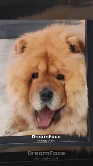 Умная собачка Соня. #чау-чау #поет