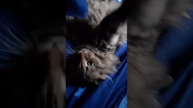 ЗВЕРЬ КОШЕЧКА - ЛЮБИТ КУСАТЬ! ПРИКОЛЫ С КОТАМИ! СМЕХ) смотреть онлайн