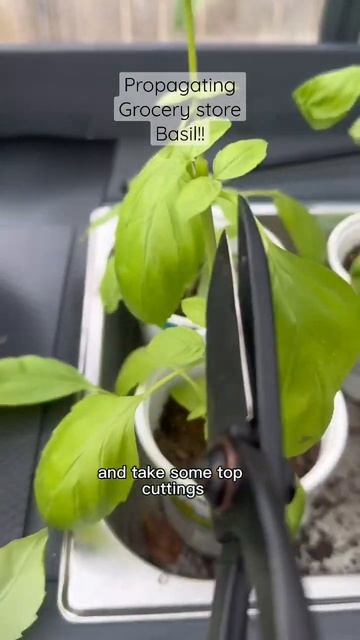 FREE PLANTS FOREVER!! #gardening #basics #garden #gardener #backyardgardening #propagation #herbs смотреть онлайн
