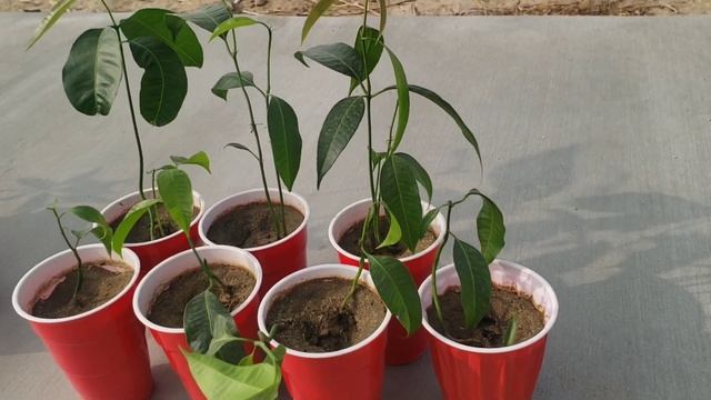 JACKFRUIT seeds grew BIG and FAST in the DESERT смотреть онлайн
