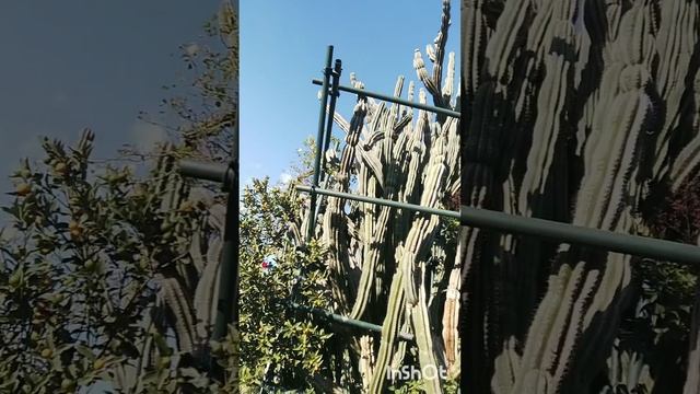 Cactus🌵😉Cereus jamacaru смотреть онлайн