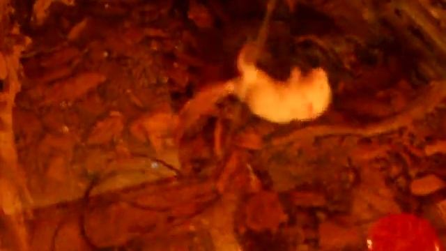 Parahibana vs Mause смотреть онлайн