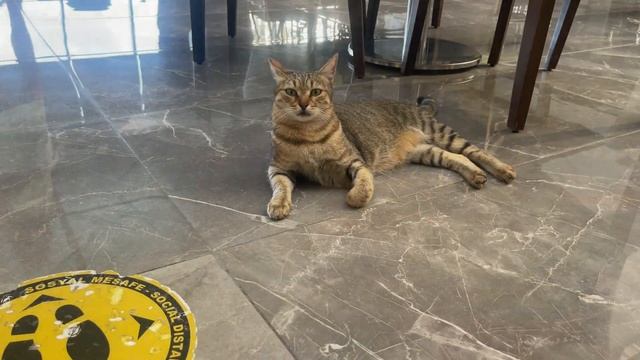 Alexia Resort Spa +16 Hotel 5* Side, Antalya, Turkiye