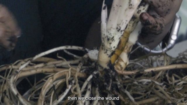 RAHASIA SUKSES POTONG PUCUK INDUK JUMBO AGLAONEMA BIG MAMA‼️ Jangan salah lagi.. смотреть онлайн