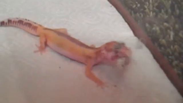 наш питомец Доня смотреть онлайн