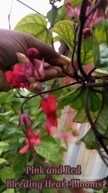 Bleeding Heart Blooms # Pink and Red combination 🤩😲 смотреть онлайн