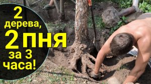 Как самостоятельно избавиться от дерева и пня на участке