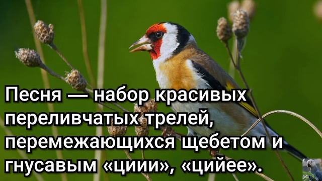 Черноголовый, или обыкновенный щегол (European goldfinch) смотреть онлайн