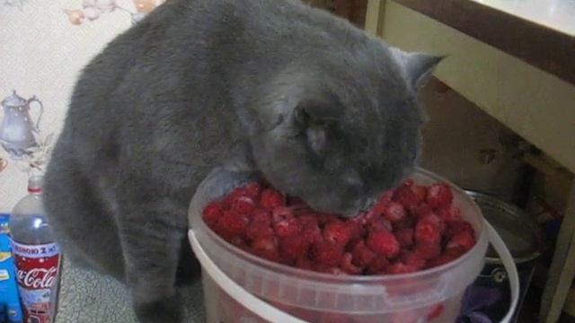 малина смотреть онлайн