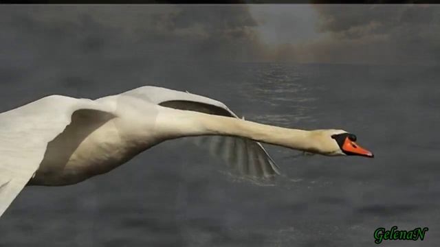 Лебеди-память дней Григорий Смоляков  Шухрат Тохта-Ходжаев