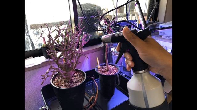 【塊根植物　多肉植物】センナメリディオナリスの発根までの軌跡。センナの発根方法見せちゃいます！ смотреть онлайн