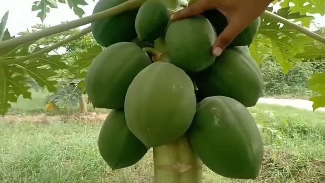Fresh Papaya Tree In Pakistan|Papaya Benefits In Urdu &hindi