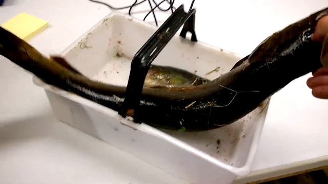 МОЙ УЛОВ щучки 20190819 20 37 смотреть онлайн