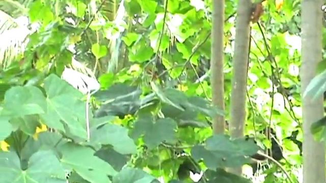 The Millionaire's Vine or Buhok ni Maria смотреть онлайн