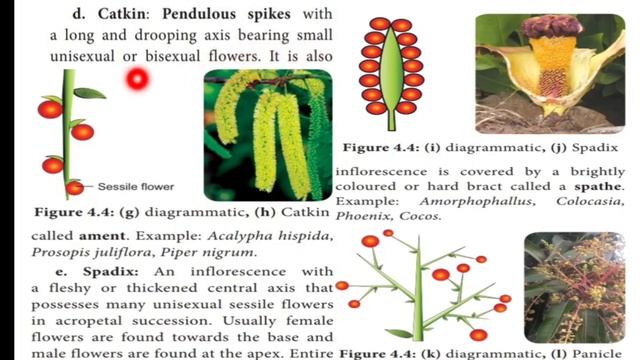 Inflorescence