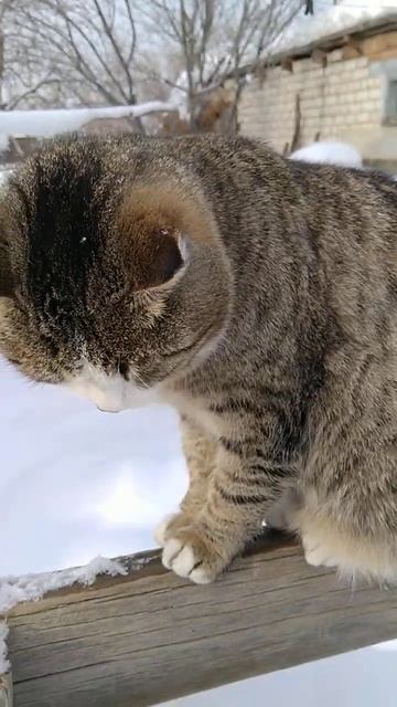 Теплая у тебя шубка! смотреть онлайн