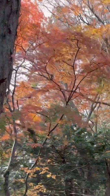 賞楓@東京高尾山 смотреть онлайн