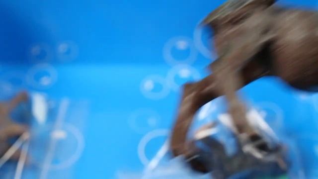 Opening Bags of Wild Zoo Animals Fun Toys for Kids Video смотреть онлайн