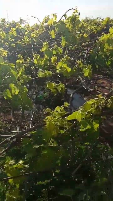 अंगूर का पैधा, अंगूर की खेती Viticulture смотреть онлайн