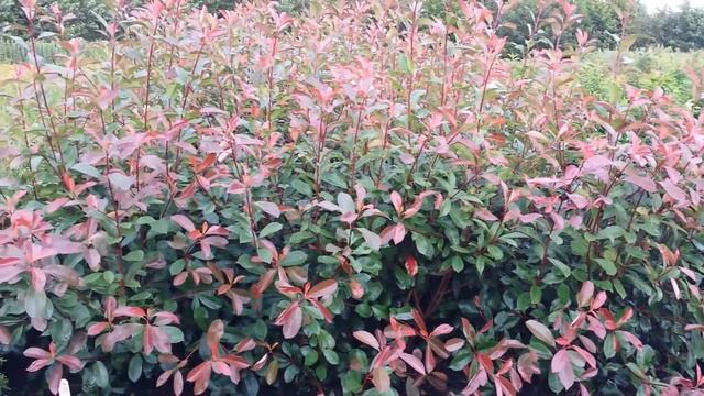 Photunia Red Robin смотреть онлайн