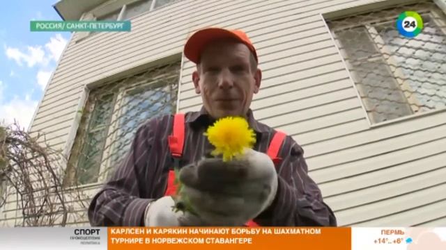 Борьба с одуванчиками на садовом участке смотреть онлайн