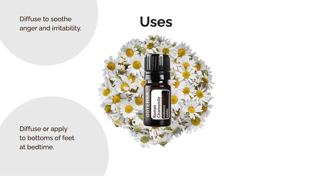 doTERRA Roman Chamomile Essential Oil-DEOWA Academy смотреть онлайн