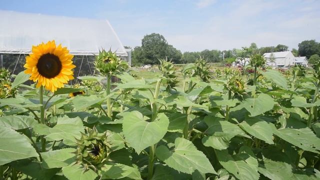 ‘ProCut® Orange Excel’ Sunflower смотреть онлайн