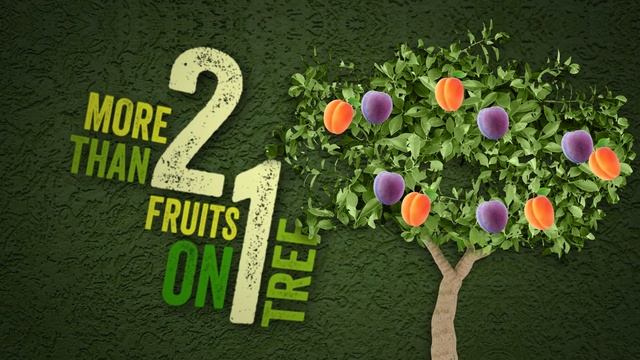 Patio Cocktail Trees - A Tasty Gardening Trend смотреть онлайн