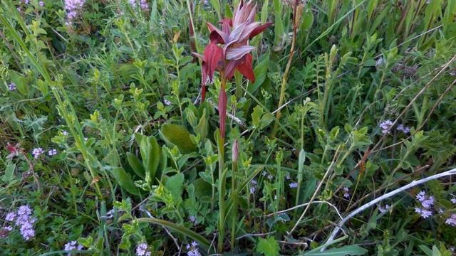 Serapias cordigera смотреть онлайн