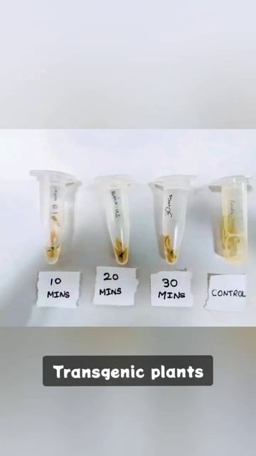 Transgenic plants and Genetically modified organisms смотреть онлайн