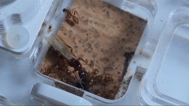 Camponotus substitutus comiendo mosca. @AntOnTop смотреть онлайн