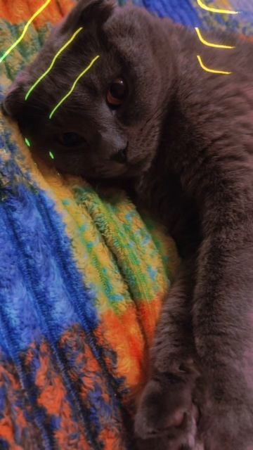 🔴КОТ СМОКИ🔴 смотреть онлайн