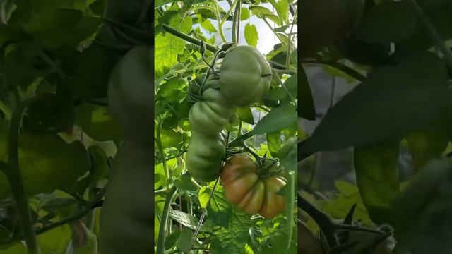 Созреют или нет, успеют ??? смотреть онлайн