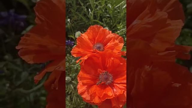 Две мои подружки -соседки Игорь и Вита показывают пчел на маках смотреть онлайн