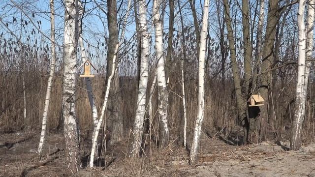 Теплый берег: помогли кормушки птичкам зиму пережить! смотреть онлайн