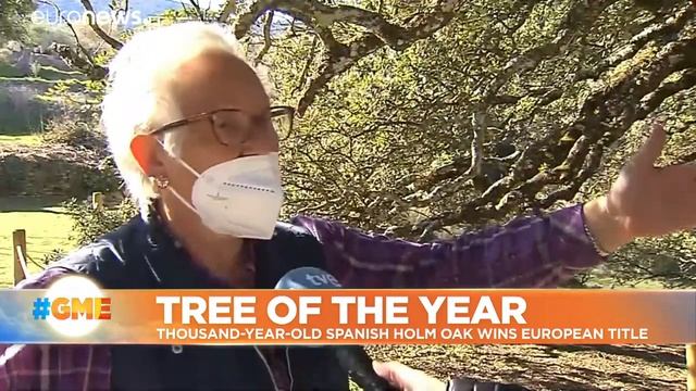 Thousand-year-old Spanish Holm Oak wins 'European Tree of the Year' title смотреть онлайн
