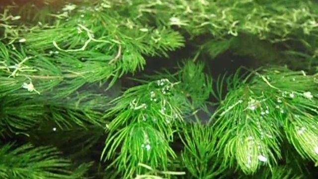 springtails on water surface смотреть онлайн