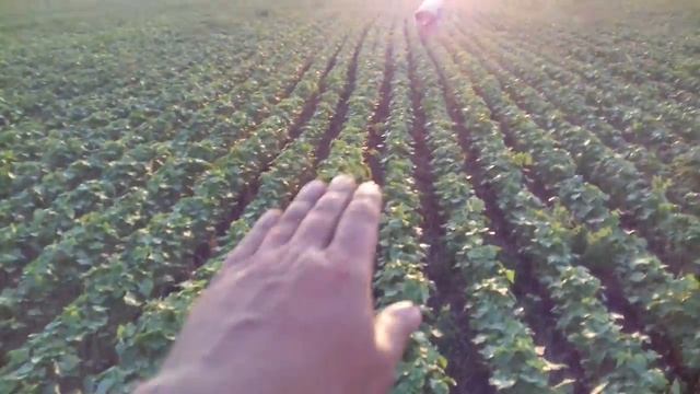 пожнивна гречка No-Till стан на 01.08.18. смотреть онлайн