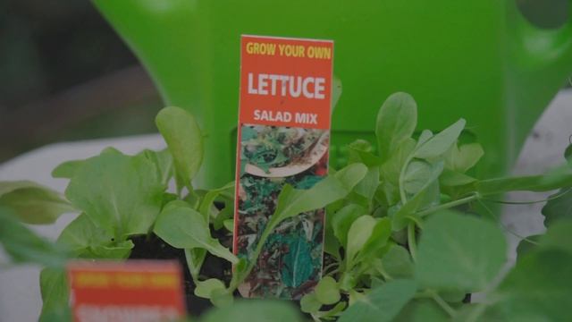 How To Start A Vegetable Garden - Bunnings Warehouse смотреть онлайн